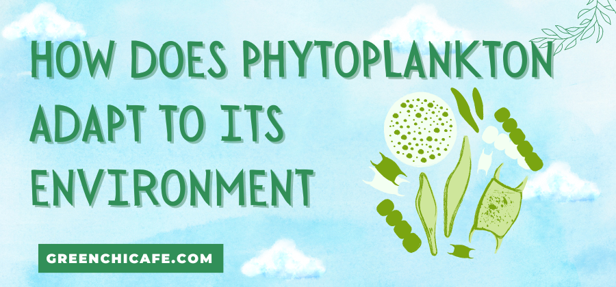how does phytoplankton adapt to its environment