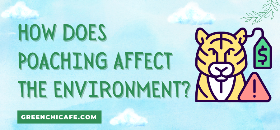 how does poaching affect the environment