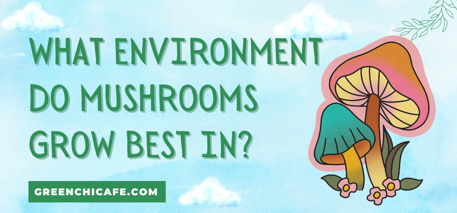 what environment do mushrooms grow best in
