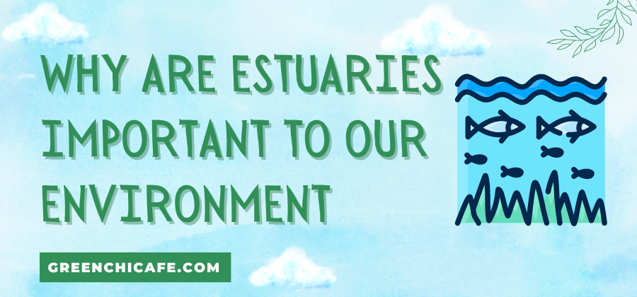 Why Are Estuaries Important to Our Environment?