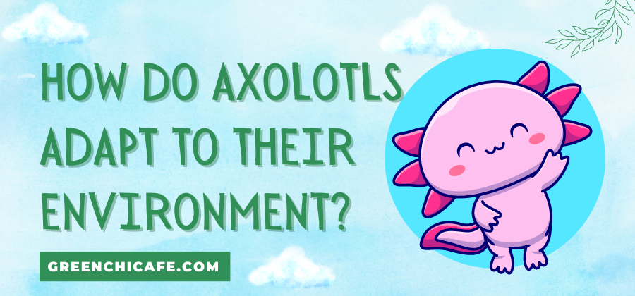 How Do Axolotls Adapt to Their Environment