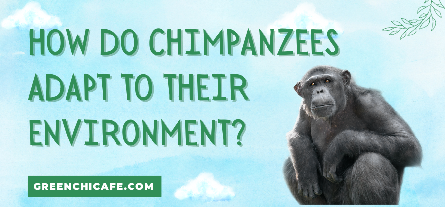 How Do Chimpanzees Adapt to Their Environment?