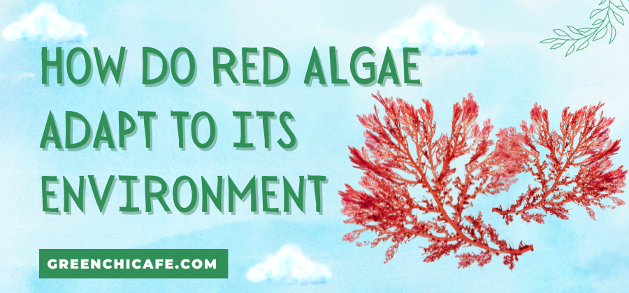 How Do Red Algae Adapt to Its Environment? (Answered 2023)