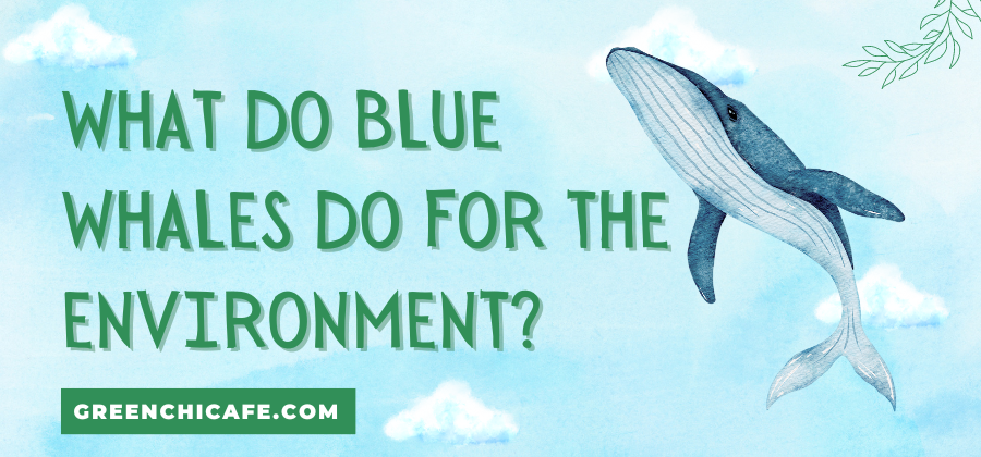 What Do Blue Whales Do for the Environment