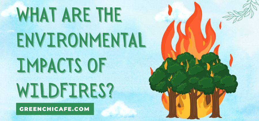 What Are the Environmental Impacts of Wildfires? (Answered)